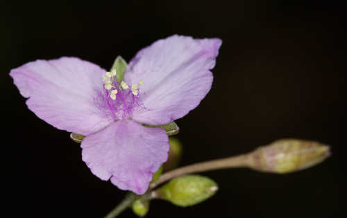 Callisia ornata #5